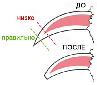 Як правильно стригти кігті вихованцям